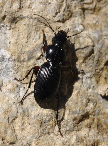 Réf. 237 990 : Pterostichus sp.